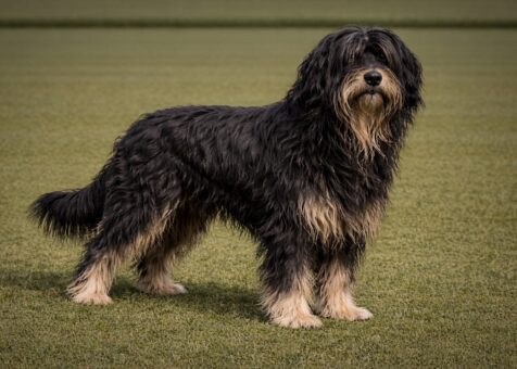 Portuguese Sheepdog