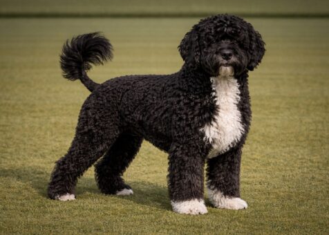 Portuguese Water Dog