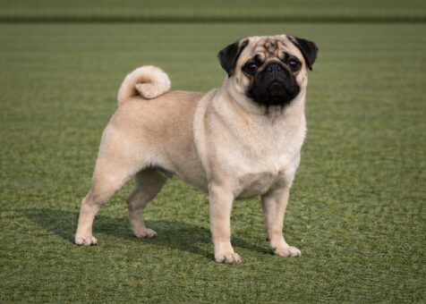 Pug