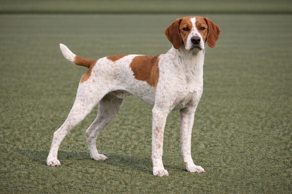 Pyrénées Braque Français