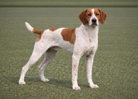 Pyrénées Braque Français