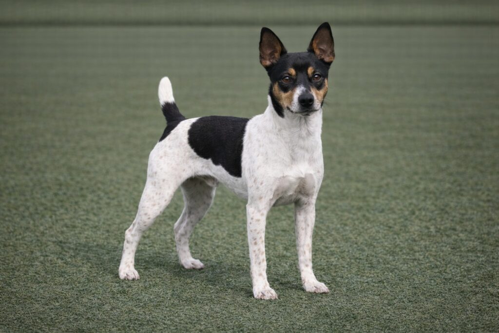 Rat Terrier