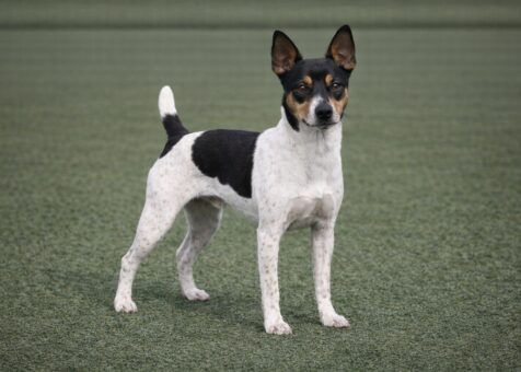 Rat Terrier