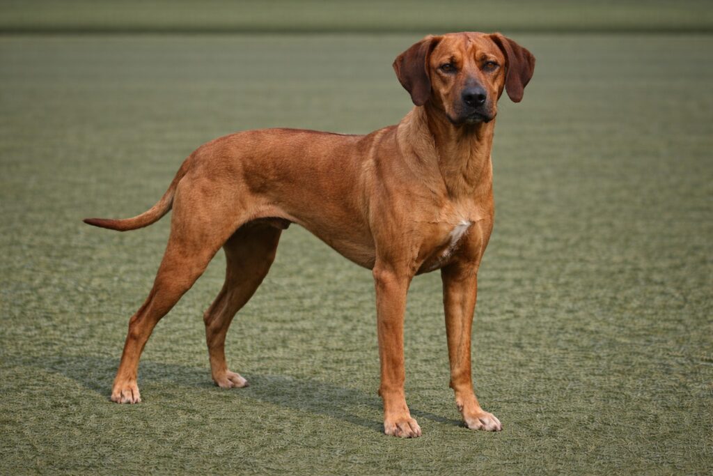 Rhodesian Ridgeback