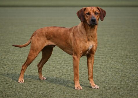 Rhodesian Ridgeback