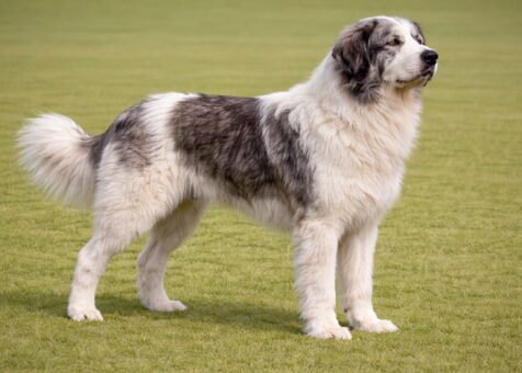 Romanian Mioritic Shepherd Dog