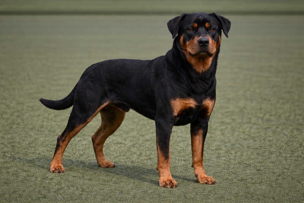 Rottweiler