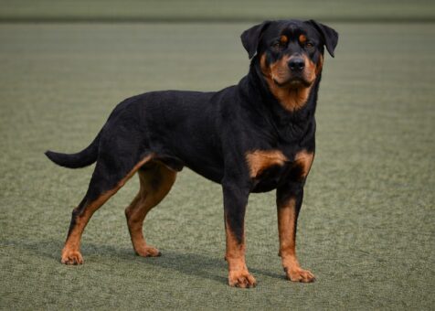 Rottweiler