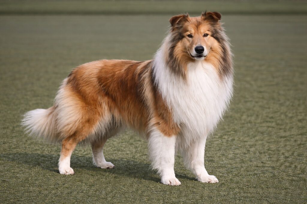 Rough Collie