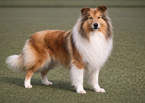 Rough Collie