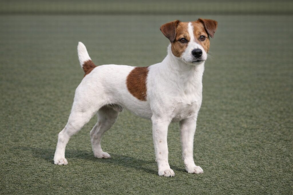 Russell Terrier