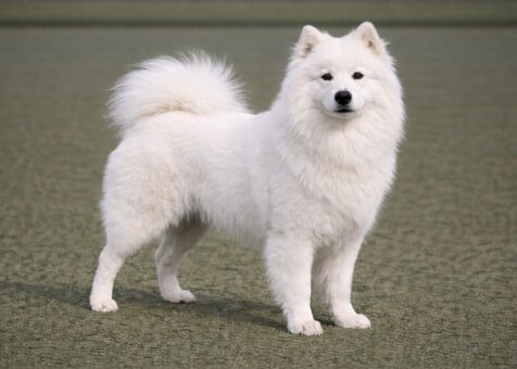 Samoyed