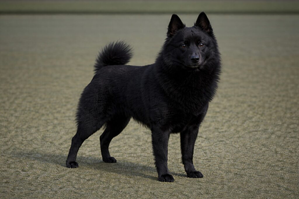 Schipperke
