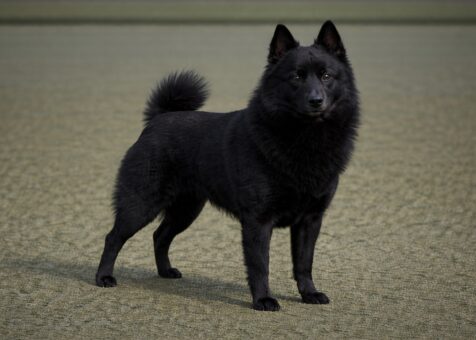 Schipperke