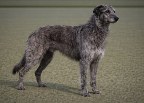 Scottish Deerhound