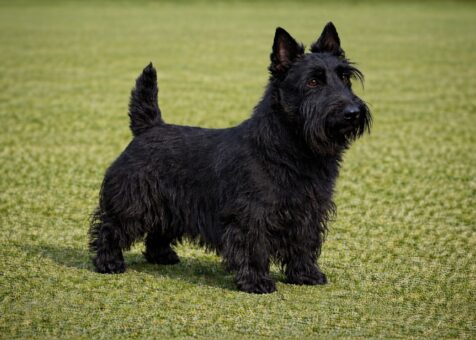 Scottish Terrier