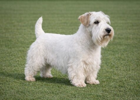 Sealyham Terrier