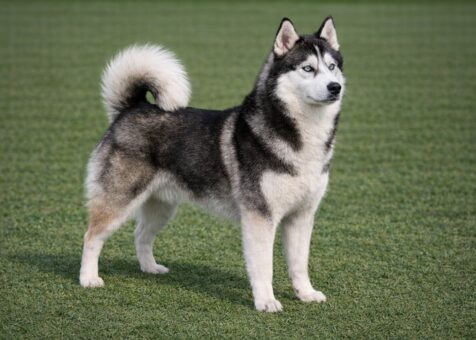 Siberian Husky