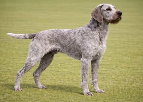Slovakian Wirehaired Pointer