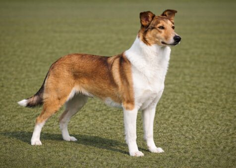 Smooth Collie