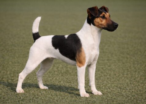 Smooth Fox Terrier