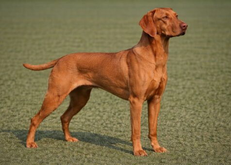 Smooth Vizsla