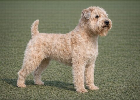 Soft-coated Wheaten Terrier