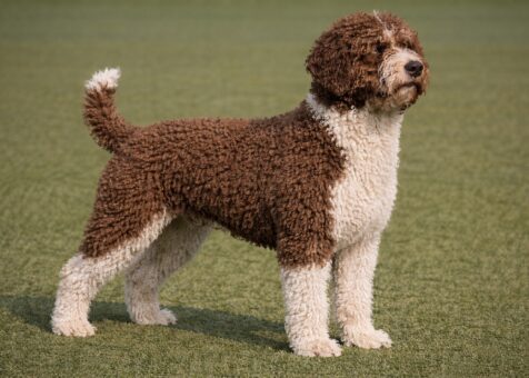 Spanish Water Dog