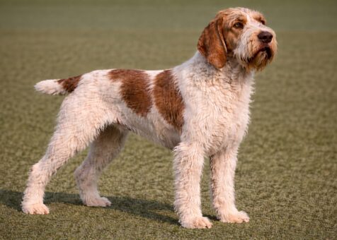 Spinone Italiano