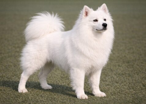 Standard American Eskimo Dog