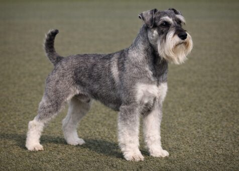 Standard Schnauzer