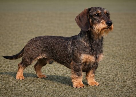 Standard Wirehaired Dachshund