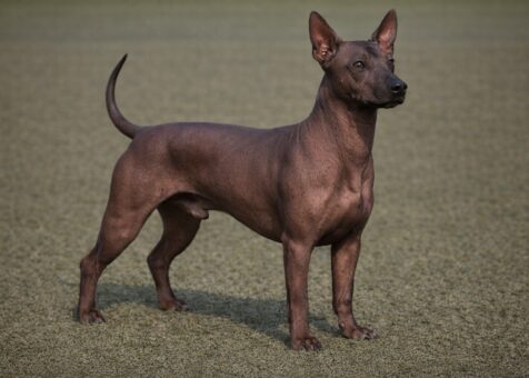 Standard Xoloitzcuintli