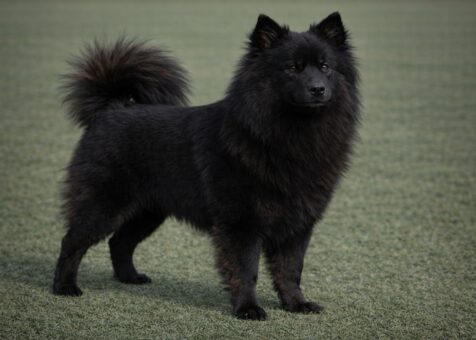 Swedish Lapphund