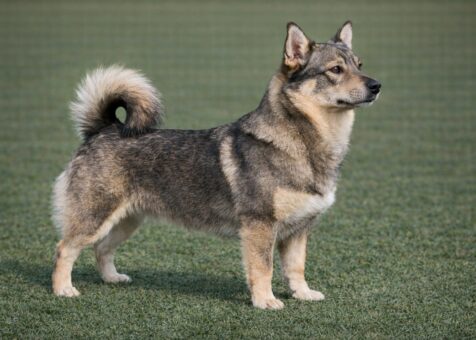 Swedish Vallhund