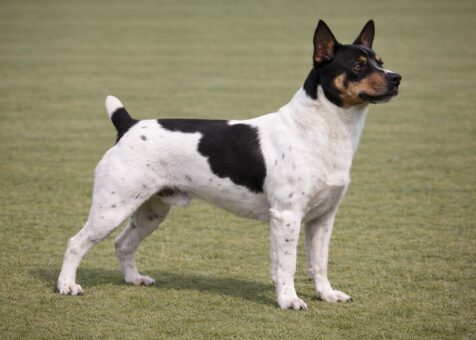 Teddy Roosevelt Terrier