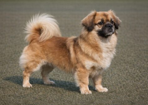 Tibetan Spaniel