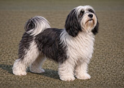 Tibetan Terrier
