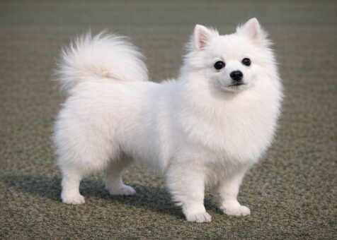 Toy American Eskimo Dog