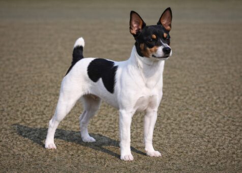 Toy Fox Terrier