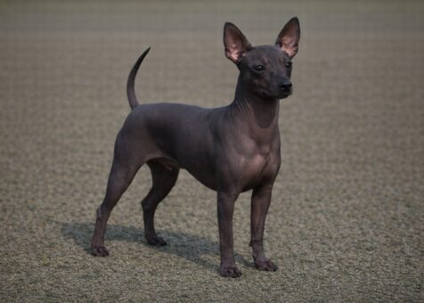 Toy Xoloitzcuintli