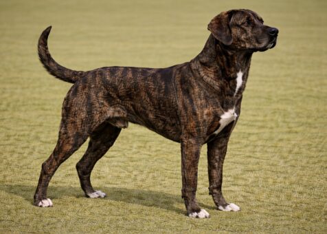 Treeing Tennessee Brindle