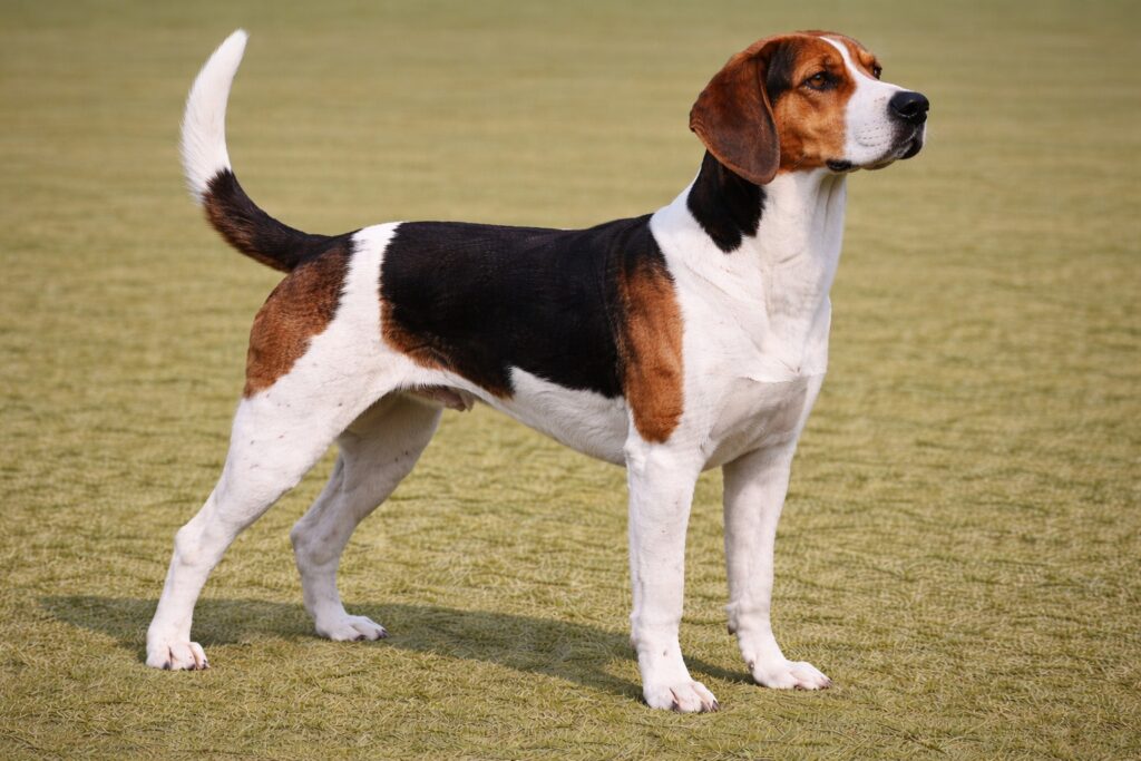 TreeingWalkerCoonhoundPIC