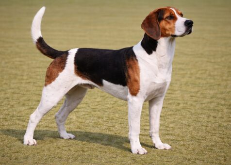 Treeing Walker Coonhound