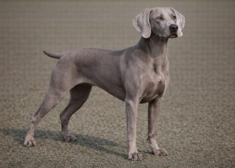 Weimaraner