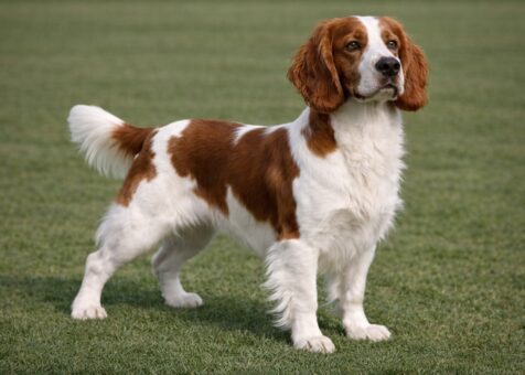 Welsh Springer Spaniel