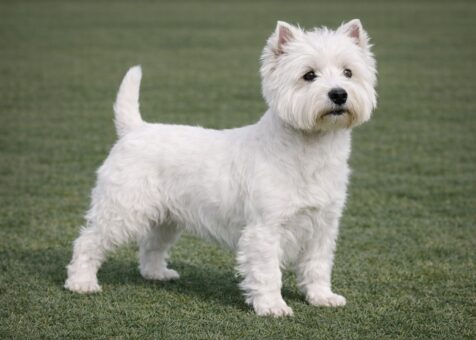 West Highland White Terrier