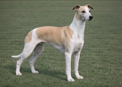 Whippet