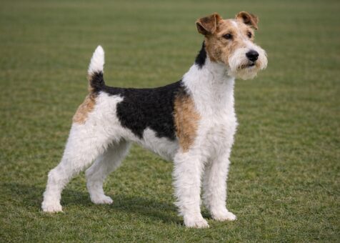 Wire Fox Terrier
