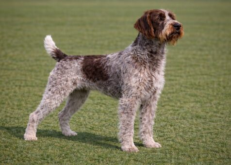 Wirehaired Pointing Griffon